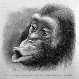 Charles Darwin, The Expression of the Emotions in Man and Animals, London- John Murray, 1872; captioned ‘Chimpanzee disappointed and sulky’. Drawn from life by Mr. Wood.